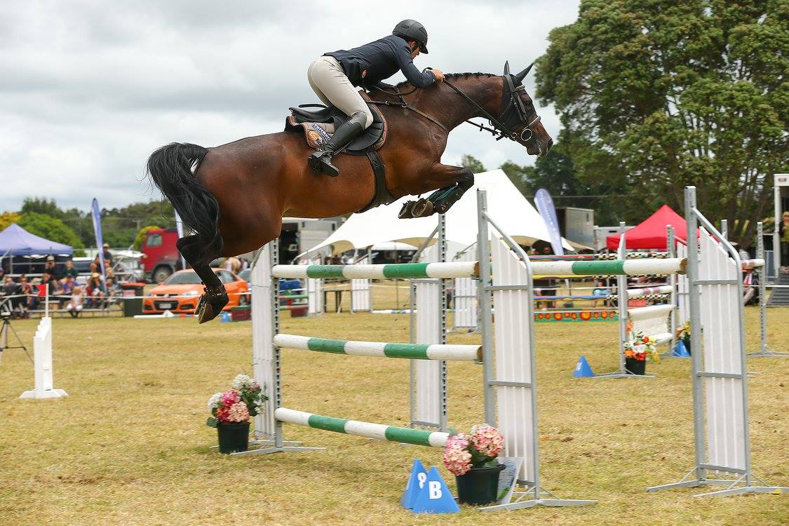 Showjumpers For Sale Scotland